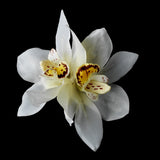 Realistic Looking Bridal Orchid Flower Hair Clip 400