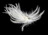 Bridal Feather Hair Fascinator Clip 440 with Brooch Pin